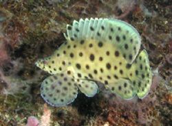 Humpback Polkadot Grouper - Lembeh Strait by Dale Treadway 